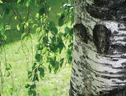 körsbär ger årstidsvariation parkering och upplagsplatsparkstråk