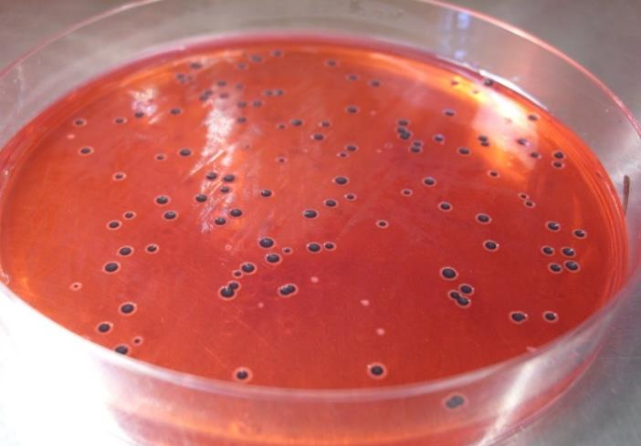 INLEDNING Salmonella Salmonella är en gramnegativ stavformad tarmbakterie som tillhör familjen Enterobacteriaceae. Det finns två arter av salmonella, Salmonella enterica och Salmonella bongori.