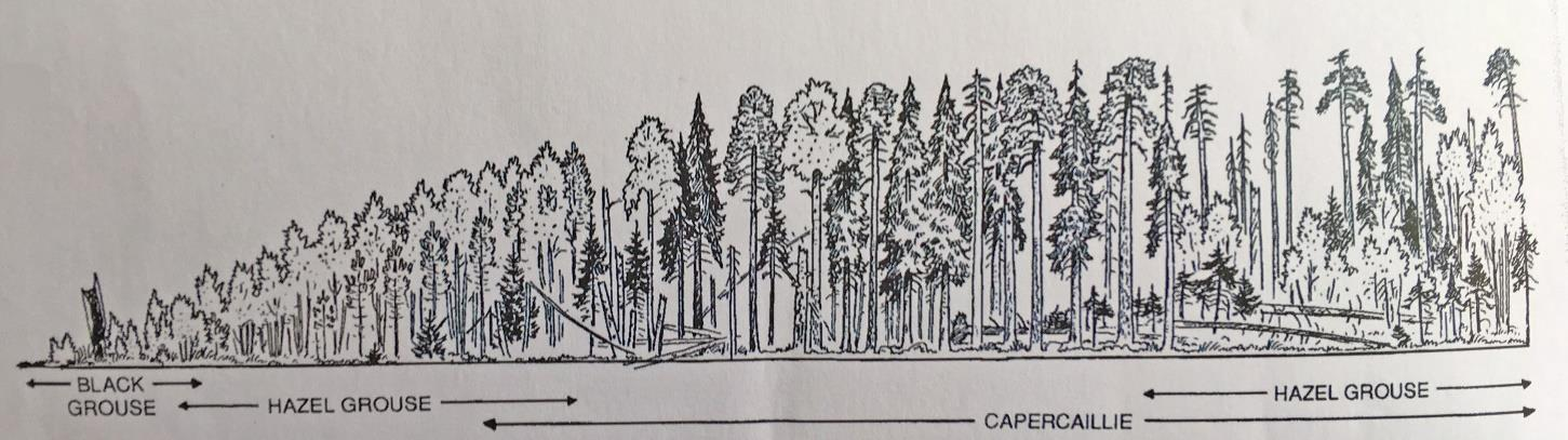 Skogshönsens habitat och skogsbrukets konsekvenser I en undersökning utförd av Angelstam (2004) i Sverige studerades distributionen och antal häckande och icke häckande hanar av orre och tjäder för