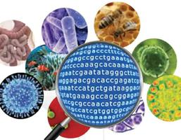 Next Generation Sequencing (NGS) Fördelar: Detekterar både odlingsbara och icke odlingsbara agens Kräver liten eller ingen a priori kunskap om