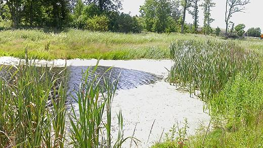 Våtmarksmassa I Laholm och Halmstad kommuner har omfattande projekt med att anlägga våtmarker för att minska näringsläckaget till vattendrag genomförts.