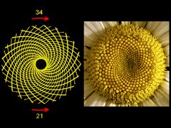 24 25 som bilden avslöjar är det 21 spiraler åt ena hållet och 34 spiraler åt andra hållet, även här har vi två på varandra följande Fibonacci-tal. Hos både ananaser och tusenskönor k.