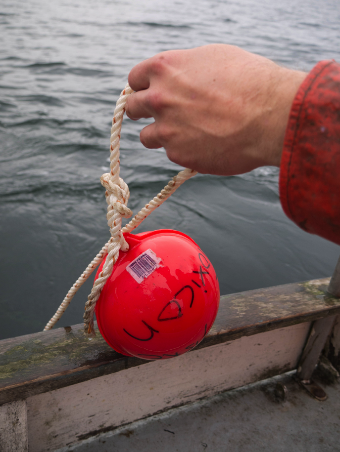 Nätprovfiske i Valjeviken