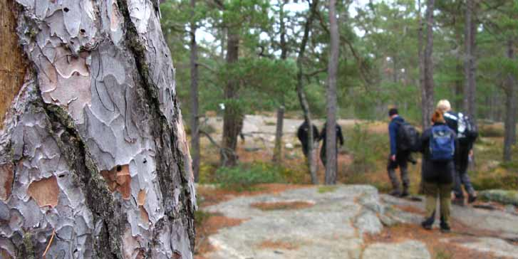 stockholm Nyckelarter och svaga samband Nyckelarter Nyckelarterna har en avgörande betydelse för ekosystemets/ landskapets funktion och stabilitet och skapar på olika sätt viktiga livsbetingelser för