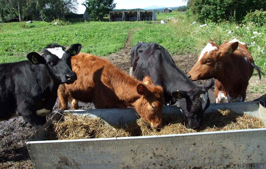 Kontroll av foder till livsmedelsproducerande djur Läkemedel för inblandning i foder får endast köpas med recept från en veterinär.