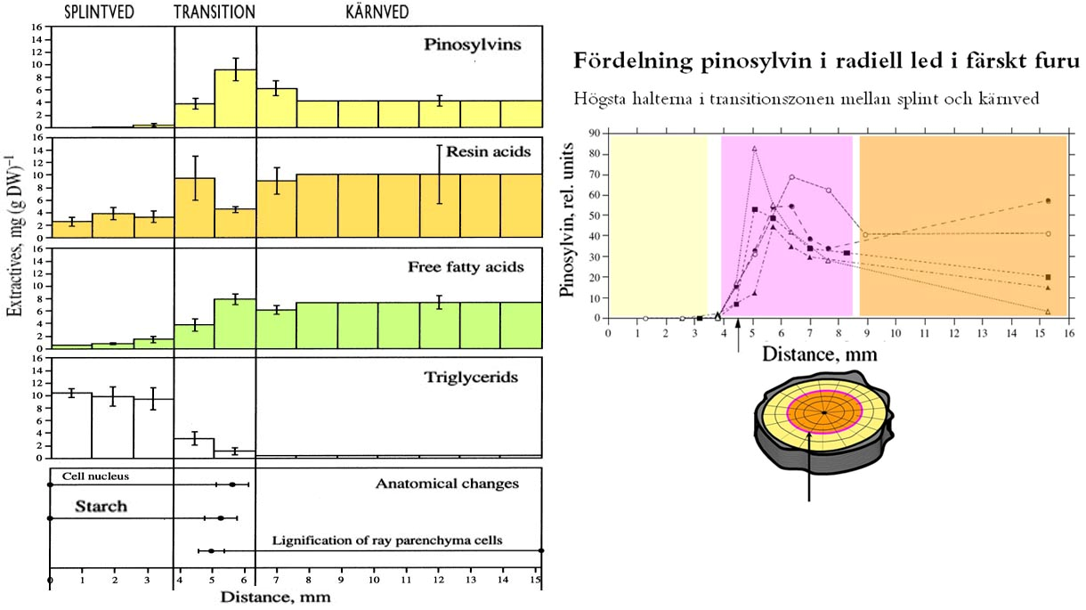 Figur 1.2 Radiell fördelning av olika extraktivämnen i färsk furuved. Bergström, B. (2003) Chemical and structural changes during heartwood formation in Pinus sylvestris. Forestry, Vol. 76, No.1. 45-53.