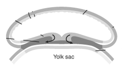 Embryologi (Embryology) (14p) 47. Nedan syns ett transversalsnitt genom det platta embryot. 2p Markera följande strukturer: A - ectoderm B - mesoderm C - endoderm D - amniotic cavity 48.