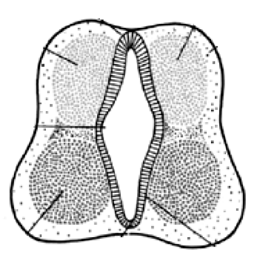 52. Var är cardiogenic field primärt lokaliserad? 1p 53. Nämn två strukturer som bildas inne i hjärtröret (heart tube) 1p och bygger upp septat mellan höger och vänster atrium. 54.