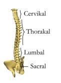 RYGGRADEN = COLUMNA VERTEBRALIS Vertebrae cervicales CI-CVII Halskotor, Halsrygg Vertebrae thoracicae ThI-ThXII