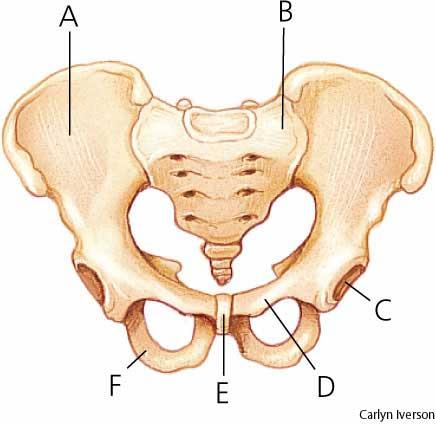 Pelvis = bäcken G H J I A. Os ilium tarmbenet B. Os sacrum korsbenet C. Acetabulum höftledspannan D. Os pubis blygdbenet E.