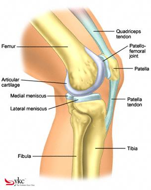 Knäleden Femurkondylerna ledhuvud Tibia ledpanna Patella knäskålen Menisker lat.