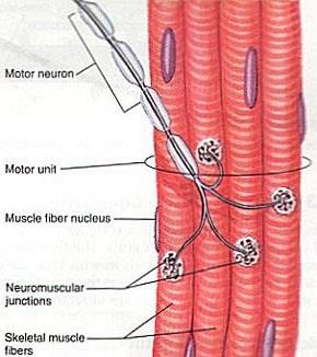 Muskelcellen = muskelfiber
