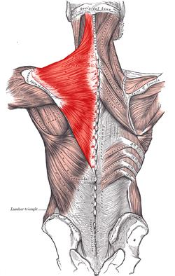 m. trapezius Från nackbenet och halsbröstryggen till skulderbladet och