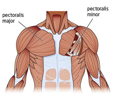 m. pectoralis major Från bröstkorgens