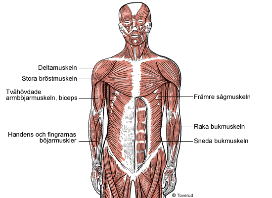 Bukmuskulaturen 1. m.obliquus externus abdominis, m.obliquus internus abdominis, m.