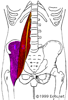 m. iliopsoas Från ryggraden och