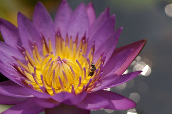 4 Fotografera närbilder När du vill fotografera blommor eller små föremål på nära håll använder du metoden <4> (Närbild).