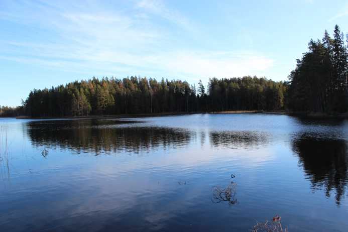Skogsfastighet