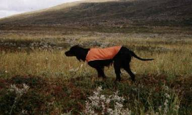 Storlek/vikt SVENSK KOMMENTAR TILL STANDARD FÖR GORDONSETTER: