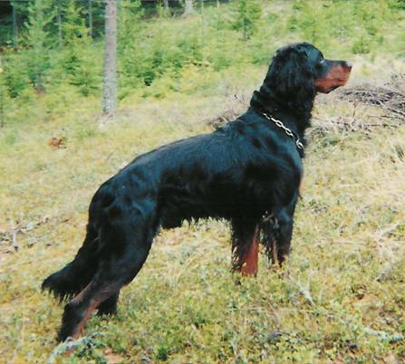 Helhetsintryck Gordonsettern skall vara en kraftfull men ändå elegant hund byggd för galopp.