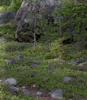 Gamla strandlinjer bildar terrasser i stenfälten, som fortsätter i långa ränder. Ingenstans längs Gävleborgskusten finns så långsträckta och tydliga strandterasser som här.