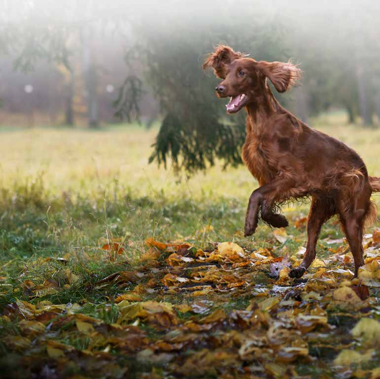 Allt din hund behöver från