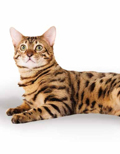 kattfoder av högsta