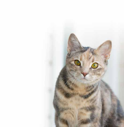 Allt din katt behöver från naturen! Purenatural är ett helfoder med hög kötthalt som tillverkas av naturliga råvaror utan extra tillsatser.