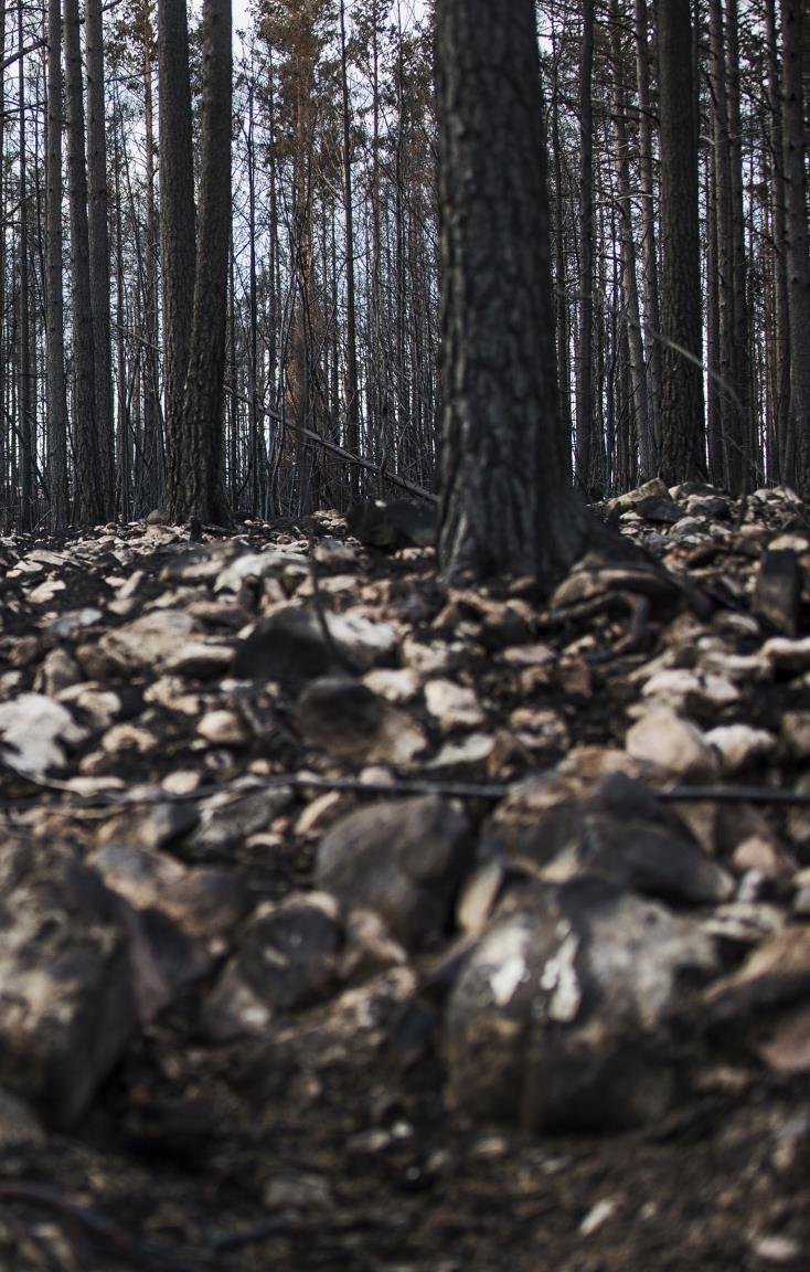 Framtida perioder med hög risk för skogsbrand Brandrisksäsongens start tidigareläggs med 2-4 veckor.