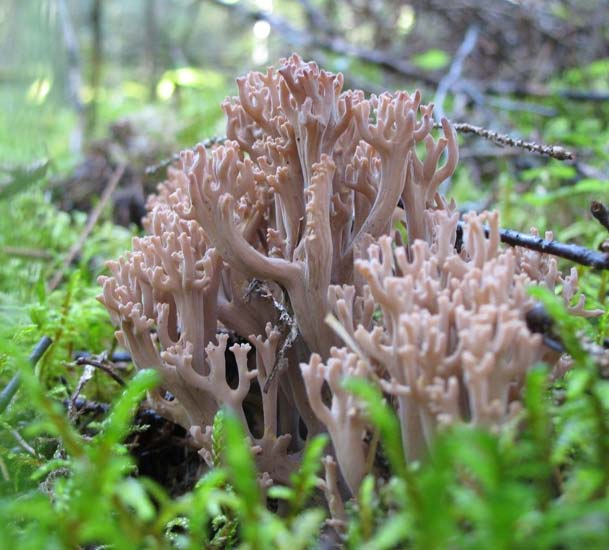 Bland mera anmärkningsvärda arter kan nämnas tallharticka (EN), bleksopp (EN) och de sårbara (VU) arterna Amanita franchetii, Antrodiella pallasii, gyllensopp, grangråticka, Clavaria straminea,