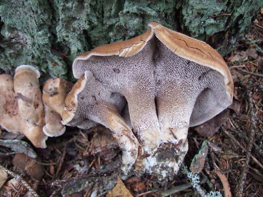 Bitter taggsvamp (Sarcodon fennicus) Starkt hotad (EN) Ingår i åtgärdsprogrammet Rödlistade fjälltaggsvampar som behandlar flera Sarcodon-arter.