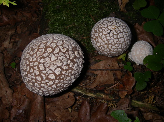 Slöjröksvamp (Lycoperdon mammiforme) Sårbar (VU) Arten har ett eget åtgärdsprogram. Slöjröksvampen är lätt att känna igen med sina vita hylleplättar.