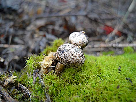 Vit stjälkröksvamp (Tulostoma niveum), Nära hotad (NT) Arten har ett eget åtgärdsprogram.