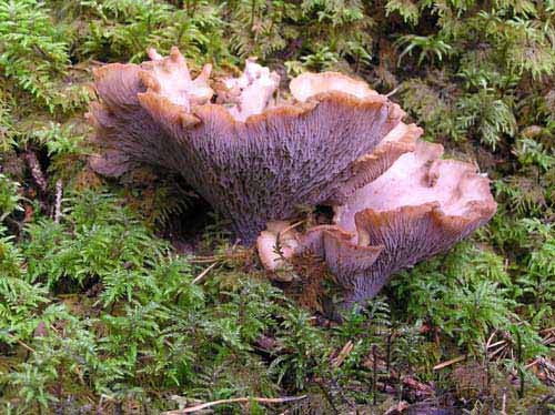 Violgubbe (Gomphus clavatus). Sårbar (VU) Arten har ett eget åtgärdsprogram.