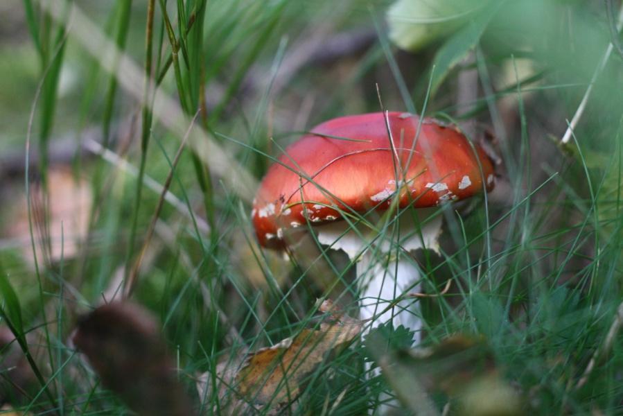 Följ med på spännande dagsutflykter och upptäck våra guldkorn som bär på naturens