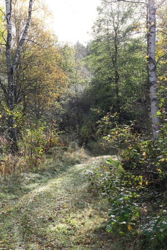 Därefter får du möta bergmännens trakter genom att vandra Mariedammsleden, som utgår från Mariedamms Masugn och leder genom raviner och lummiga skogar förbi gamla gruvhål.