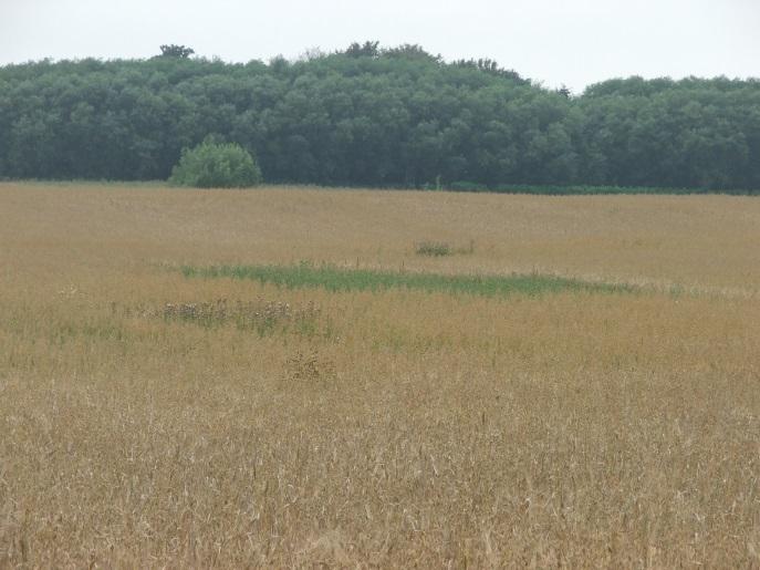 Regionalt Prioriterade Ersättningar Exempel Obärgat spannmålsskörd (fågelåker) Åtgärd/insats Val av åtgärd Upptag Tendens Optimal effekt på mångfalden? Obärgad spannmålsskörd (Fågelåker)?