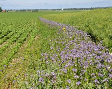 Åtgärder för ett (ekologiskt) hållbart jordbruk Exempel Skåne län Livskraftiga populationer av sällsynta