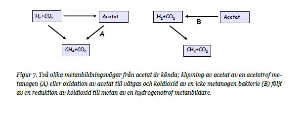 15 av organiskt material och biogasproduktion går långsammare jämfört med när metan bildas genom klyvning av acetat. Övergången till SAO kan resultera i en tvåfaldig minskning av metanutbytet [4].