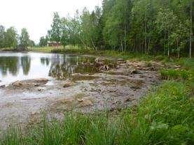 Dock är strandkanten upptryckt av isen vilket minskar utbredning av starr, örter och buskar.