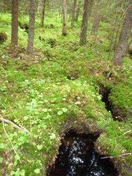 Syfte Bevara biologisk mångfald samt skydda strandvegetation och förstärka habitat för fisk t.ex. abborre. Bytet av trumman syftar till att skapa fria vandringavägar.