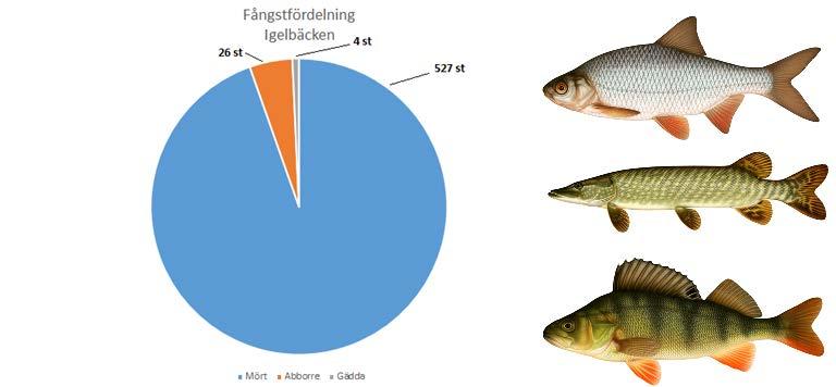 Resultat Totalt fångades det 557 fiskar under provfisket.