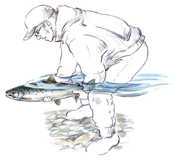 Återutsättning 1. Blöt händerna. 2. Lossa kroken försiktigt med tång/peang. 3. Håll fisken försiktigt utan att klämma den. Rör inte ögon och gälar.