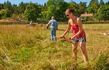 SÖNDAG 18 JUNI Vilda blommornas dag och vandring till Sigridsholmssjön I den ljuvliga försommaren firar vi tillsammans med Svenska Botaniska Föreningen Vilda Blommornas Dag i det natursköna Lejden.