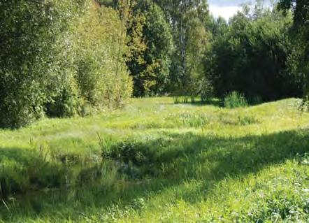 Mellan ängarna finns partier med buskage. Mot norr breder en skogskant ut sig.