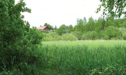 Inom området finns frodiga och fuktiga ängar med högt gräs och rikt näringsinnehåll. På flera ställen finns uppslag av vass.