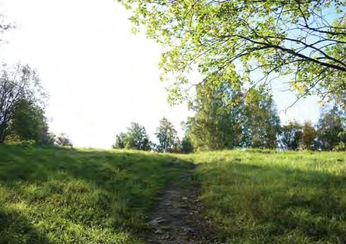 Stora delar av parken består av tallskog, men här finns även mycket inslag av lövträd.