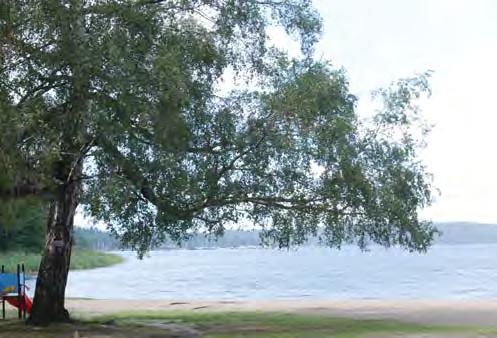 park med gräsytor med stora parkträd. Det är ett trevligt område att promenera i.