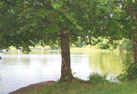 utvecklas till trevligare parkmiljö än idag.