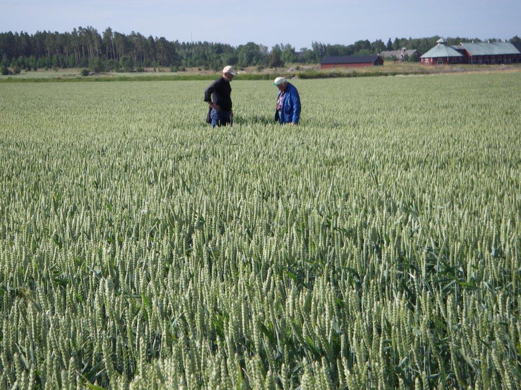 Översyn av dränering